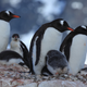 Gentoo Penguins with chicks at Jougla Point, Antarctica. (Image: Liam Quinn/Flickr)